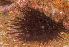 Centrostephanus rodgersii