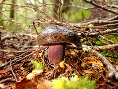 Tylopilus formosus