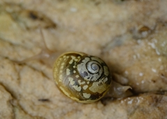 Sheldoniinae