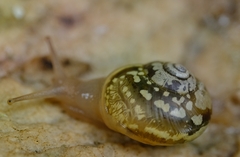 Sheldoniinae