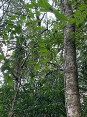 Zanthoxylum scandens