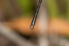 Archiargiolestes parvulus