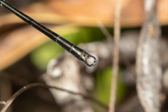 Archiargiolestes parvulus