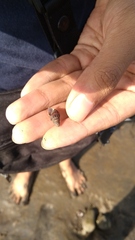 Thiaridae