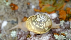 Sheldoniinae
