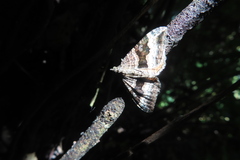 Hydriomena deltoidata