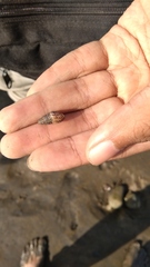 Thiaridae