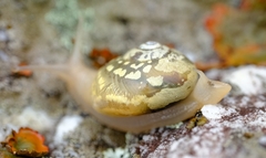 Sheldoniinae