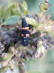 Coccinella transversalis