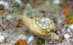 Sheldoniinae