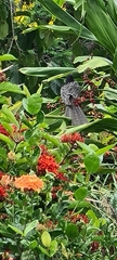 Eudynamys orientalis