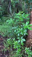 Pseudopanax lessonii