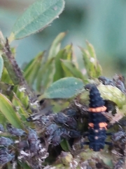 Coccinella transversalis