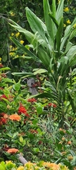 Eudynamys orientalis