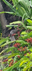 Eudynamys orientalis