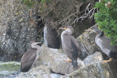 Phalacrocorax punctatus punctatus
