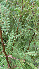 Sophora microphylla