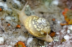 Sheldoniinae