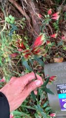 Alstroemeria psittacina