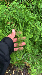 Gleichenia
