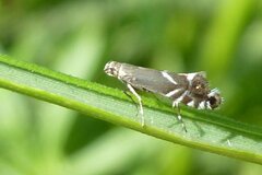 Glyphipterix simpliciella