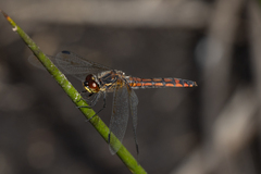 Austrothemis nigrescens