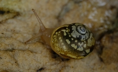 Sheldoniinae