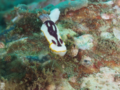 Goniobranchus splendidus