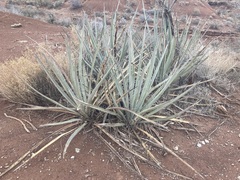 Yucca baccata