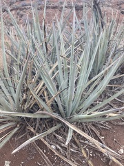 Yucca baccata