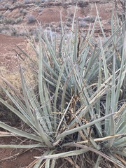 Yucca baccata