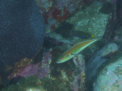 Stethojulis interrupta