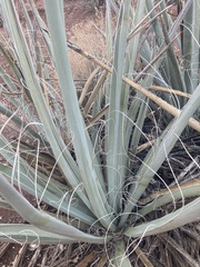 Yucca baccata