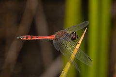 Austrothemis nigrescens