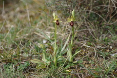 Ophrys sphegodes