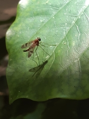 Tabanomorpha