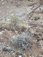 Oreocarya confertiflora