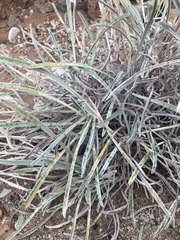 Oreocarya confertiflora