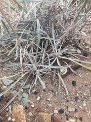 Oreocarya confertiflora