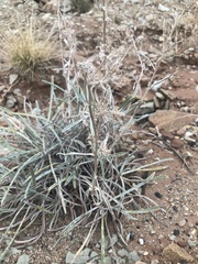 Oreocarya confertiflora