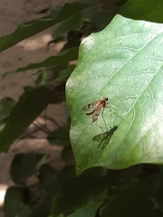 Tabanomorpha