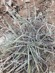 Oreocarya confertiflora