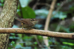 Urosphena squameiceps