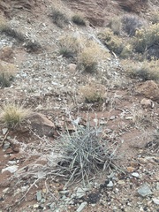 Oreocarya confertiflora