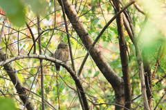 Glaucidium cuculoides