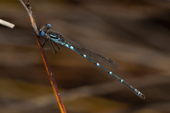 Austrolestes aleison