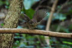 Urosphena squameiceps