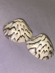 Lioconcha castrensis