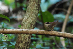 Urosphena squameiceps