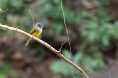 Culicicapa ceylonensis